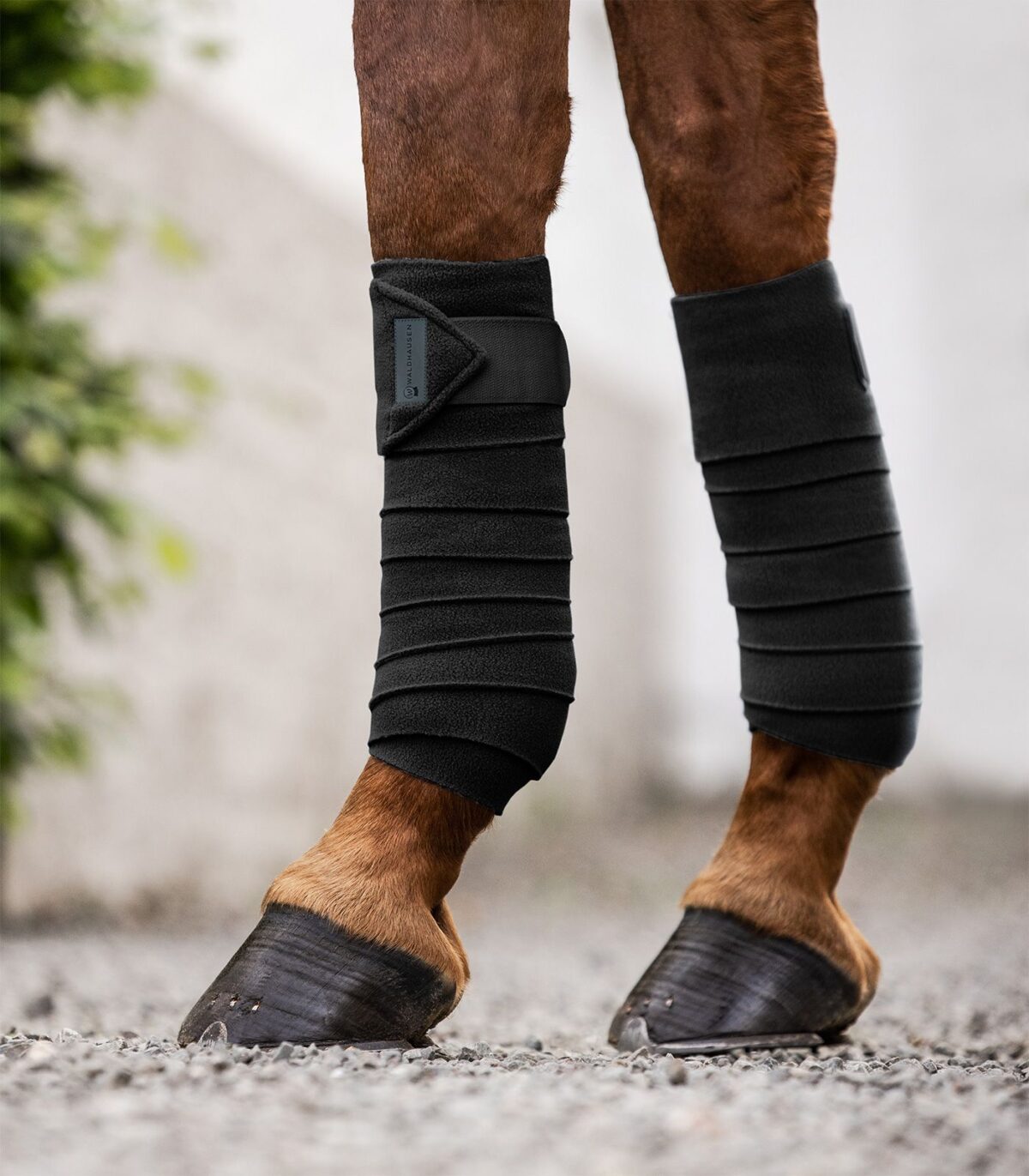 Bandes de polo polaires – Basic