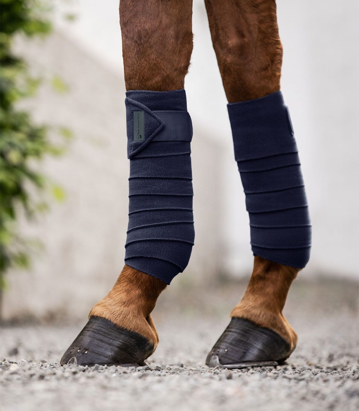 Bandes de polo polaires – Basic