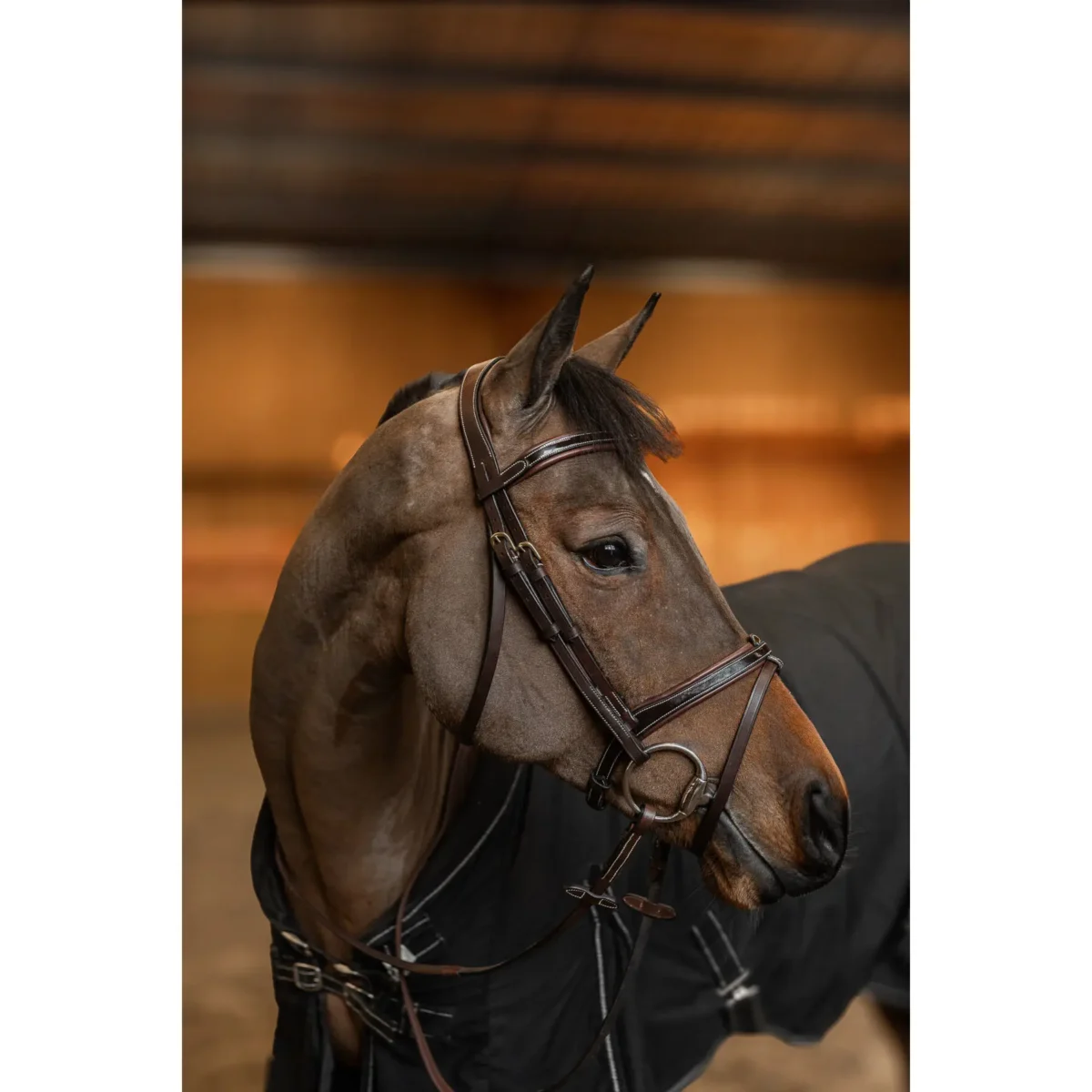 Bridon Painted HFI – vue ensemble briderie colorée cheval