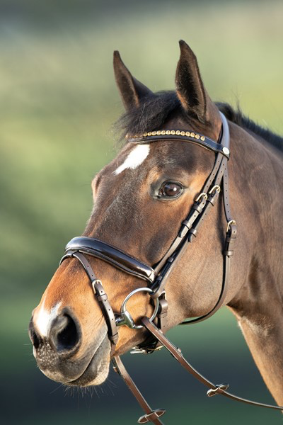 Bridon Shiny - HFI