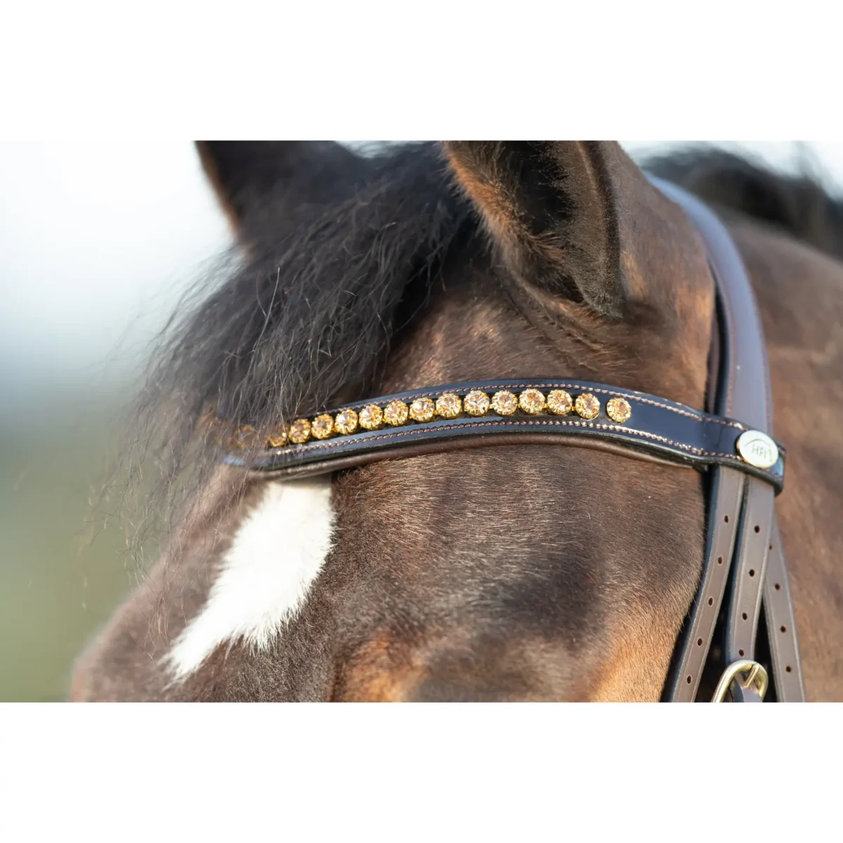 Bridon Shiny HFI – équipement briderie cheval équitation