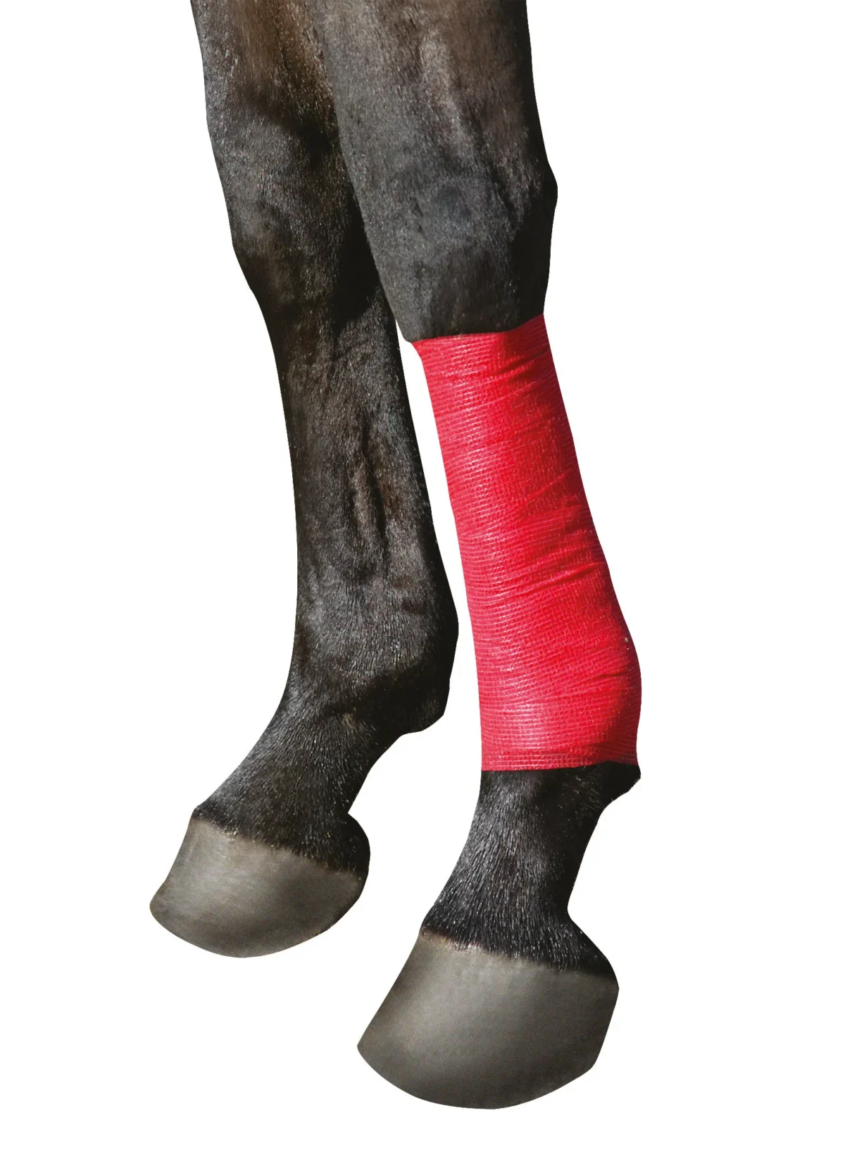 Bandage auto adhésif – Equilastic